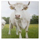 Suche nach stehend fliesen Landwirtschaft