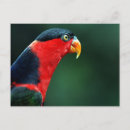 Suche nach bunte vögel postkarten Schön