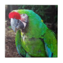 Suche nach papageien fliesen Rot