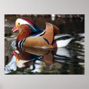 Suche nach enten poster Vogel