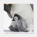 Suche nach kaiser magnete Pinguin