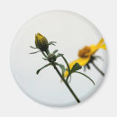 Suche nach gelbe blumen magnete Botanisch