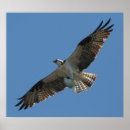 Suche nach raubvögel poster Osprey