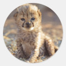 Suche nach cheetah aufkleber Baby