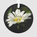 Suche nach daisy ornamente Blühen