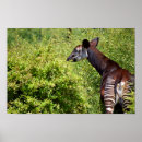 Suche nach okapi poster Gestreift