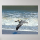 Suche nach pelikan poster Küste