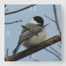 Suche nach singvogel wanduhren Naturfotografie