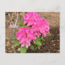 Suche nach rhododendron postkarten Rhododendren