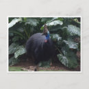 Suche nach australischer vogel postkarten Federn