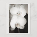 Suche nach orchids postkarten Fotografie