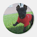 Suche nach chihuahua magnete Hund