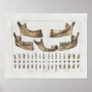 Suche nach dental poster Zahnarztpraxis