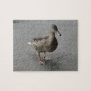Suche nach duck puzzle Federn