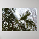 Suche nach immergrüne poster Winter