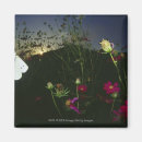 Suche nach weißer schmetterling magnete Gnade