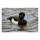 Suche nach männliche ente poster Vogelvogel