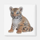 Suche nach niedlicher tiger magnete Tier