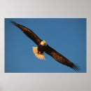 Suche nach flug poster Raubvogel