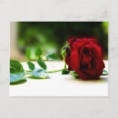 Suche nach voll postkarten Rose