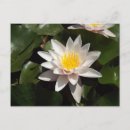 Suche nach seerose postkarten Blume