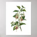 Suche nach herbarium poster Vintag