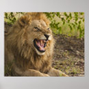 Suche nach okavango poster Natur