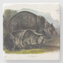 Suche nach braunbären untersetzer Grizzlybär