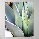 Suche nach wüsten pflanze poster Agave