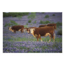Suche nach blaues gras poster Feld