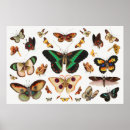 Suche nach mariposa poster Schmetterling