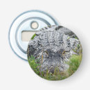 Suche nach alligatoren Tierwelt