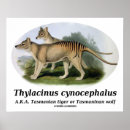 Suche nach ausgestorbene tiere poster Beutelwolf