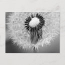 Suche nach dandelions postkarten Für sie