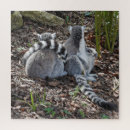 Suche nach lemurs Natur