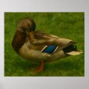 Suche nach mallard poster Tierwelt