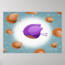 Suche nach vogeldrucke poster Leinwand