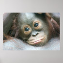 Suche nach orang utan poster Farbbild