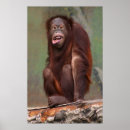 Suche nach orangutan poster Tier