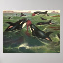 Suche nach killerwale poster Orcas
