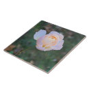 Suche nach gelbe rosen fliesen Rosa rosa