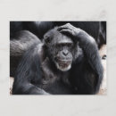 Suche nach lustiger schimpanse postkarten Tierwelt