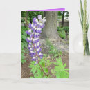 Suche nach lupine karten Lila