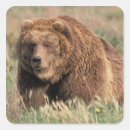 Suche nach kodiak aufkleber Braunbär