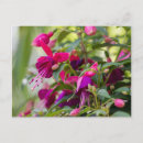 Suche nach blühende blumen postkarten Lebhaft