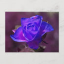 Suche nach lila rose postkarten Fotografie