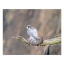 Suche nach beute poster Natur