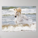 Suche nach camargue pferde poster Equus ferus caballus camarguensis