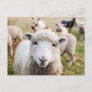 Suche nach von irland postkarten Bauernhof