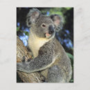 Suche nach beuteltier postkarten Australisch